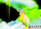 《蜻蜓点荷》