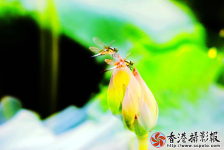 《蜻蜓点荷》