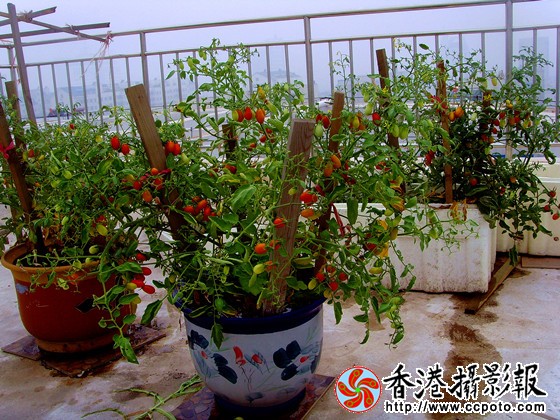 花盆中的樱桃西红柿.jpg