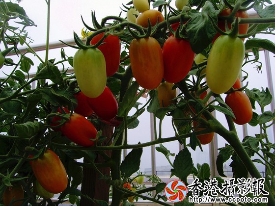 樱桃西红柿-.jpg