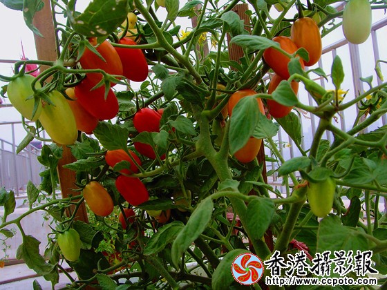 硕果累累的樱桃西红柿.jpg