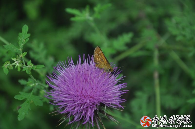 DSC_0705.jpg